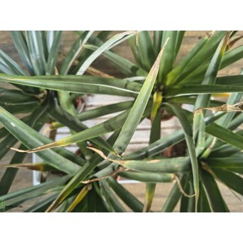 Ananas champaca (Ananasovník) - kont. C1.5L, výška 40-45 cm